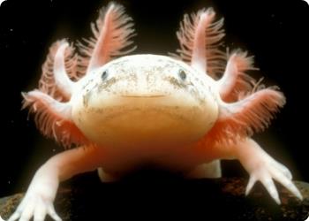 Esempio di mancato adattamento alla carenza di iodio L Axolotl Ambystoma mexicanum è una