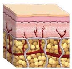 L azione sulla pelle è stata valutata mediante l uso prolungato di articoli tessili creati con filato emana Epidermide Y = std PA 66 Bermuda composto da uno standard PA 6.