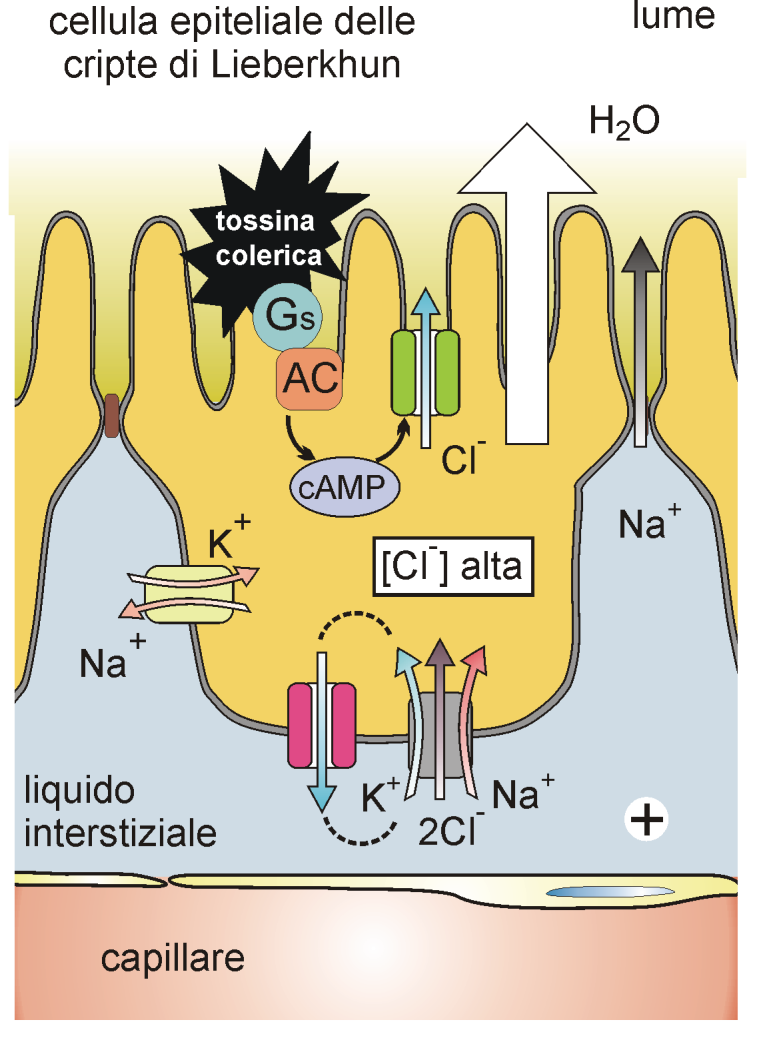 Secrezione di Cl, Na+ e H 2 O: la tossina del colera Le cellule epiteliali di Lieberkuhn (cripte) dell intestino tenue secernono Cl attraverso i canali del Cl (CFTR) All uscita di Cl segue Na + e H 2