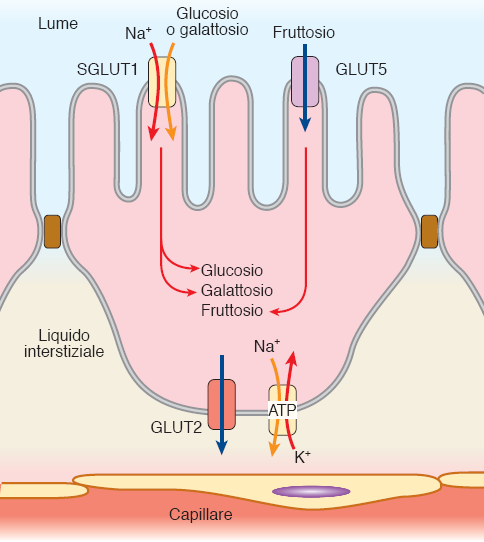 Assorbimento dei carboidrati I monosaccaridi glucosio, il galattosio e il fruttosio sono trasportati nel sangue: il fruttosio con diffusione facilitata, il glucosio e galattosio con trasporto attivo