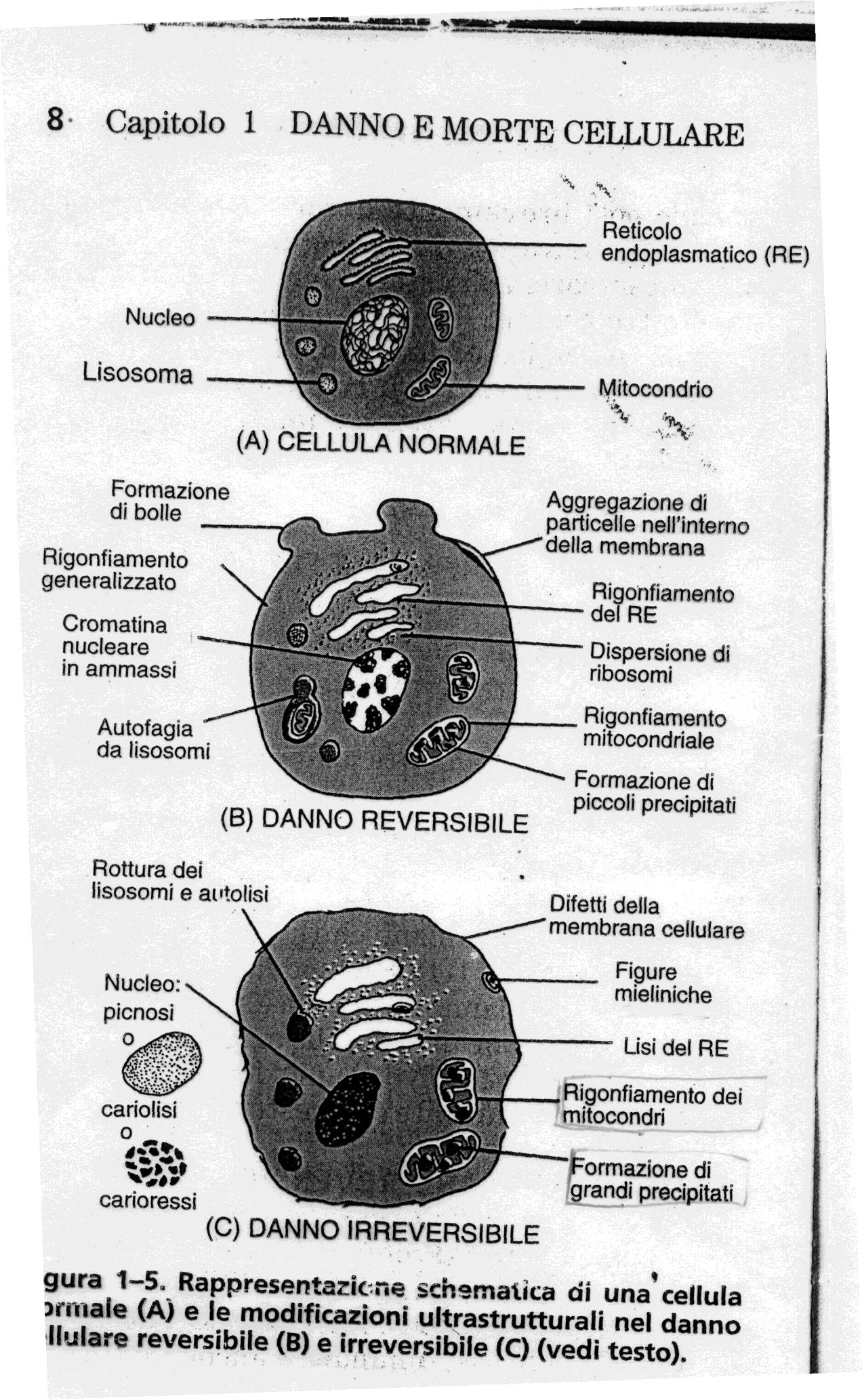 Danno ischemico ed ipossico Danno reversibile Rigonfiamento