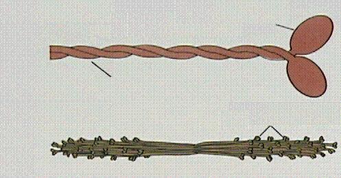 Ultrastruttura dei miofilamenti Filamenti spessi (miosina) Molecola di miosina testa coda Filamento di miosina Teste della miosina Ciascun filamento e costituito da 2 catene polipeptidiche ad a-elica