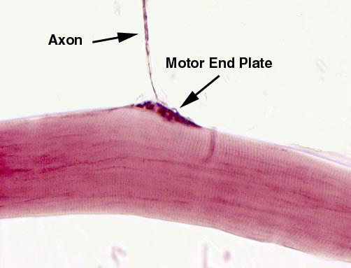 muscolo assone placca motrice Fibrocellule muscolari Ciascuna fibra (o