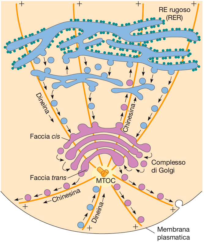 Le vescicole di RER e Golgi si muovono lungo i microtuboli Proteine motrici che si spostano verso l estremità (+) dei microtubuli (kinesine), mediano il trasporto dal Golgi al RER e dal Golgi alla