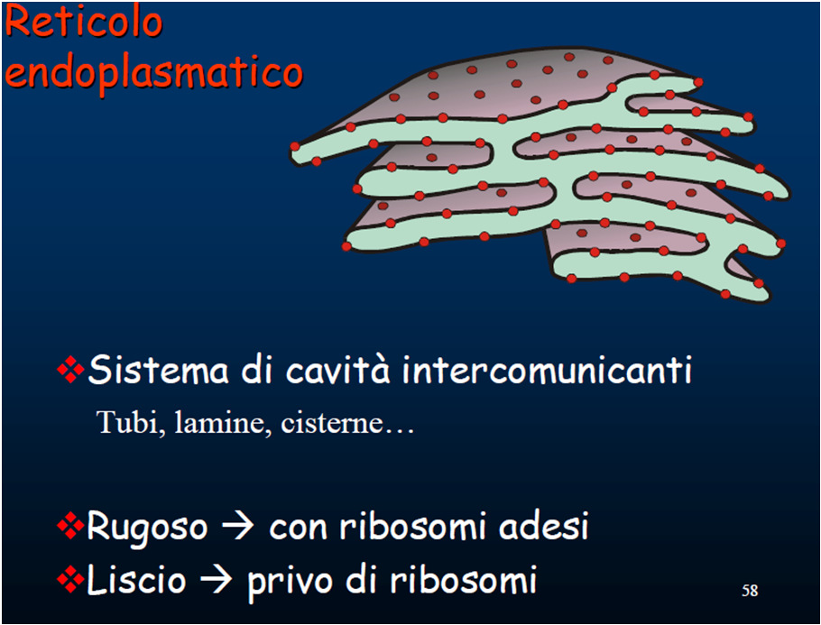 Il RER è ricco di ribosomi che conferiscono un aspetto ruvido e