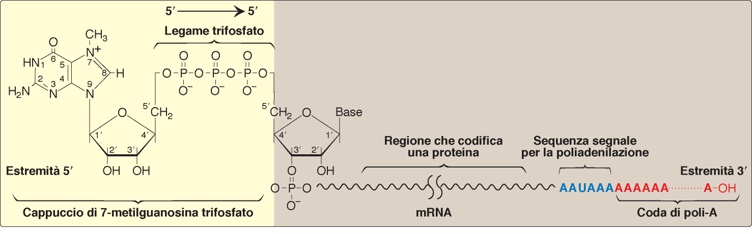 mrna