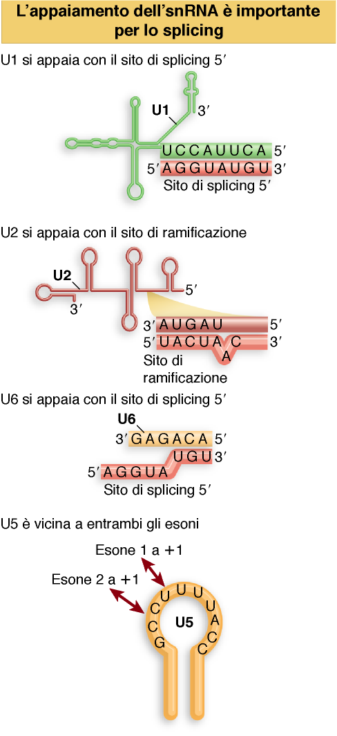 Interazioni tra sequenze introniche e snrna U1 = sito di