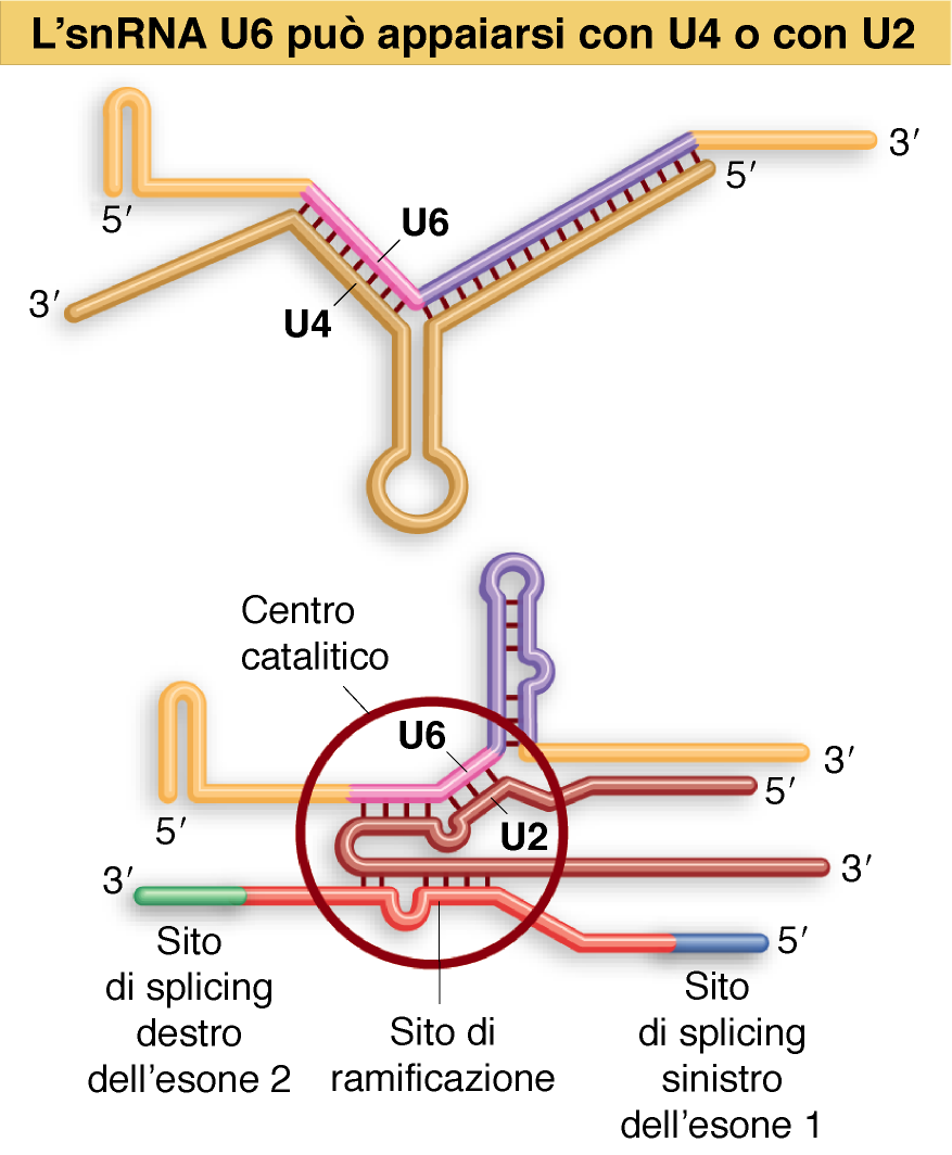 Lewin, IL GENE VIII,