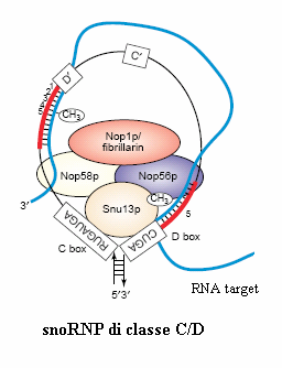 La proteina Snu13p interagisce con entrambe le box C e D degli snorna e riconosce il motivo di