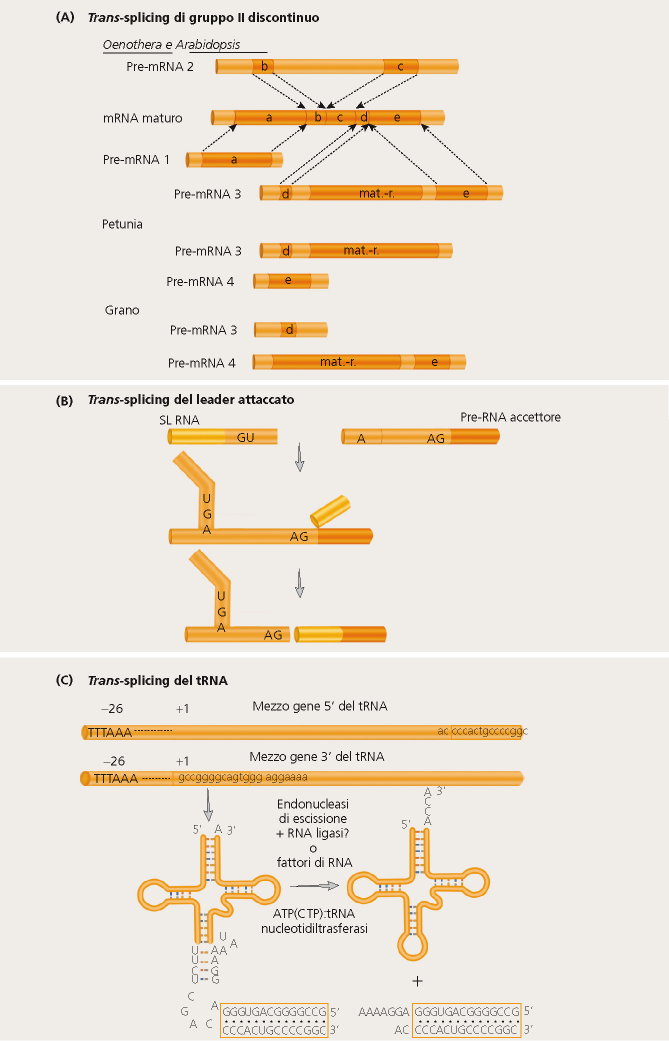 Trans-splicing Trans-splicing di gruppo II discontinuo mitocondri vegetali Scambio di tratti di DNA tra regioni geniche differenti Trans-splicing di leader attaccato tripanosomi fornisce una