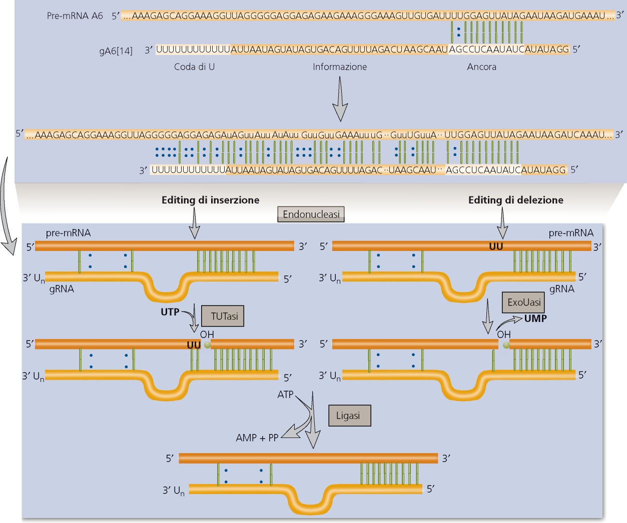 RNA guida Terminal-Uridil-