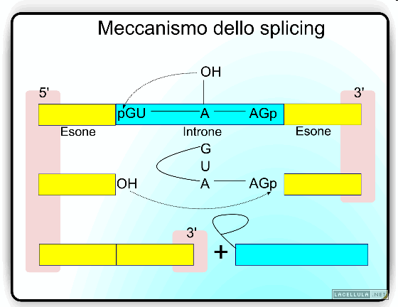 Doppia transesterificazione *La prima reazione è iniziata dalla A del branch-point che con il 2 -OH fa un attacco nucleofilo sul gruppo fosfato di della G del 5 splice site.