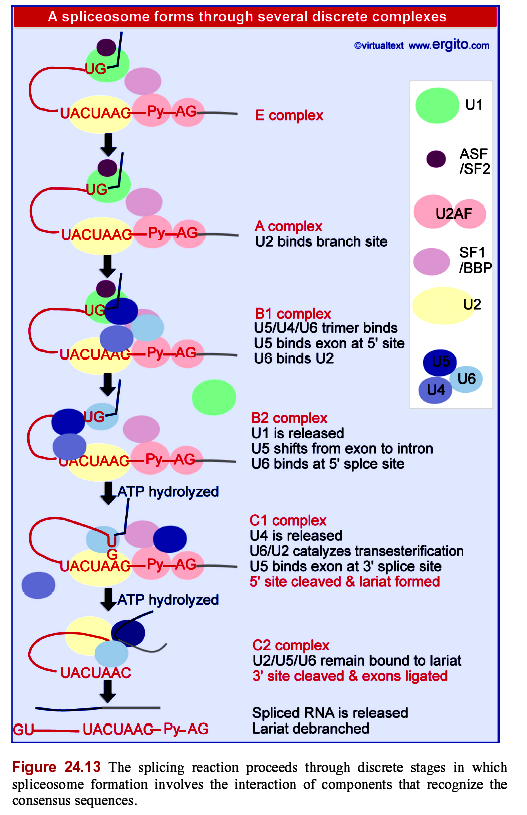 Passaggi dello spliceosoma Complesso E (early) Complesso A: U2 si lega al sito di ramificazione (Branch site) Complesso B1si lega il trimero U5/U4/U6: (spliceosoma completo) Complesso B2: U1 è