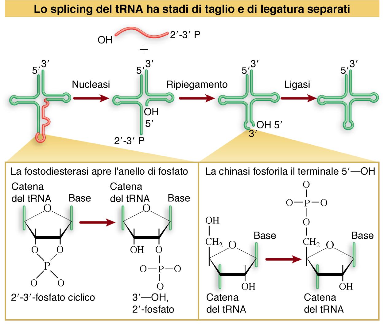 Lewin, IL GENE VIII,