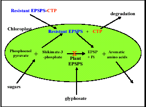 Modalità d azione delle piante di mais NK603 tolleranti al glifosato EPSPS: