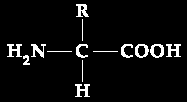 gni amminoacido contiene: un gruppo amminico; un gruppo carbossilico; un gruppo R, la