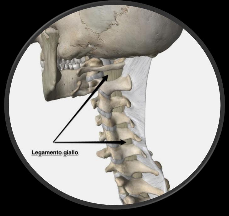 LONGITUDINALE ANTERIORE LEGAMENTO LONGITUDINALE POSTERIORE
