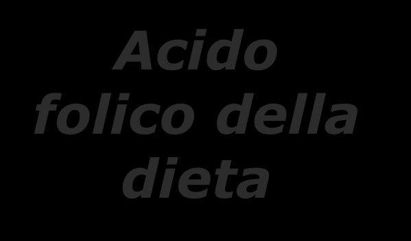 L esempio dell acido folico Enzimi della transmetilazione Acido folico della dieta Enzimi della sintesi dell