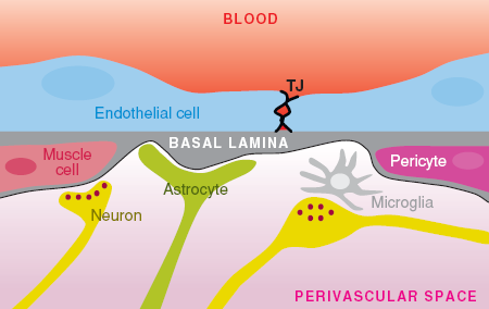 Il traffico linfocitario La migrazione dei linfociti T all interno del SNC dal sangue agli spazi subaracnoidei è rappresentata: dal passaggio delle cellule T