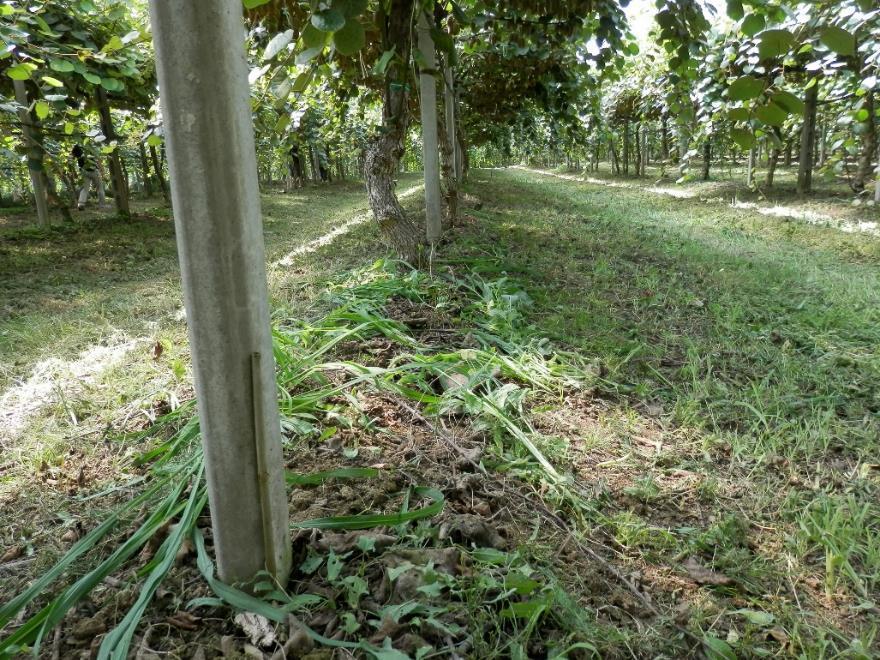 In ogni caso si consiglia di collocare in almeno 2 punti di profondità dei tensiometri o altri sistemi di misurazione, in grado di fornire un valore oggettivo dello stato idrico del terreno e