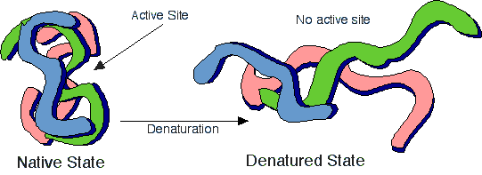 DENATURAZIONE: perdita delle strutture IV, III e II La denaturazione è causata dalla rottura dei legami deboli che stabilizzano le strutture IV, III e II.
