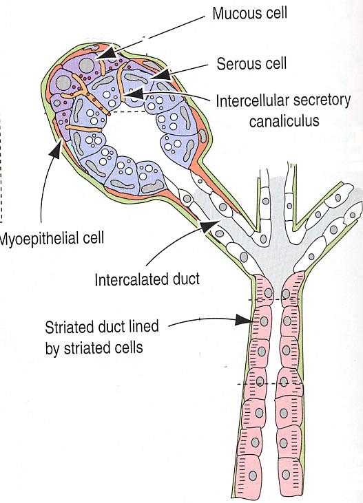 Adenomeri e Dotti Dotti: Salivare Serous cell Mucous cell Formati da epitelio cubico o colonnare Cellule generalmente