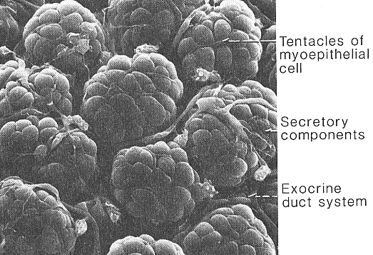 Ghiandole