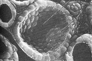 Dimensione delle cellule