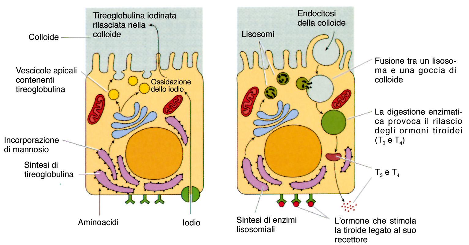 Tireoglobulina iodinata nella colloide