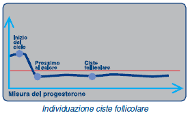 cisti follicolare, quindi nella gestione tradizionale della mandria questi casi vengono interpretati come calori silenti.