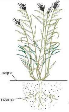 PARTE AEREA Attenuazione luce Riduzione velocità vento Stoccaggio nutrienti Influenza sul microclima PARTE SOMMERSA Filtro meccanico (sedimenti) Supporto per i microrganismi Riduzione