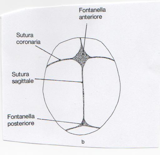 Suture (frontale, sagitale, coronaria, lomboidea,