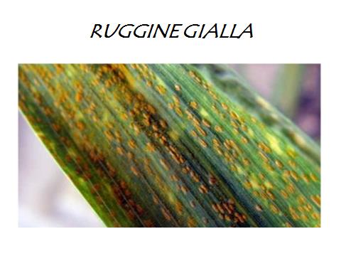 LA RUGGINE GIALLA La ruggine gialla è causata dalla Puccinia striiformis.