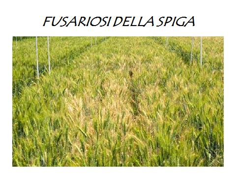 LA FUSARIOSI DELLA SPIGA La fusariosi della spiga è una delle principali e più dannose malattie del frumento ed è causata dal Fusarium graminearum, Fusarium culmorum e Microdochium nivale.