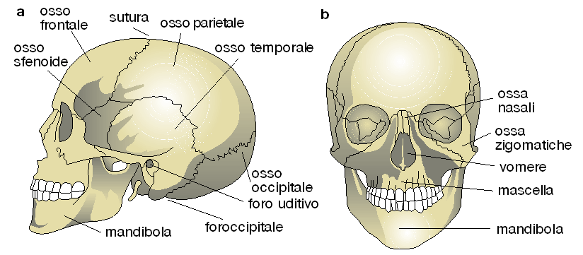 La testa (22 ossa)