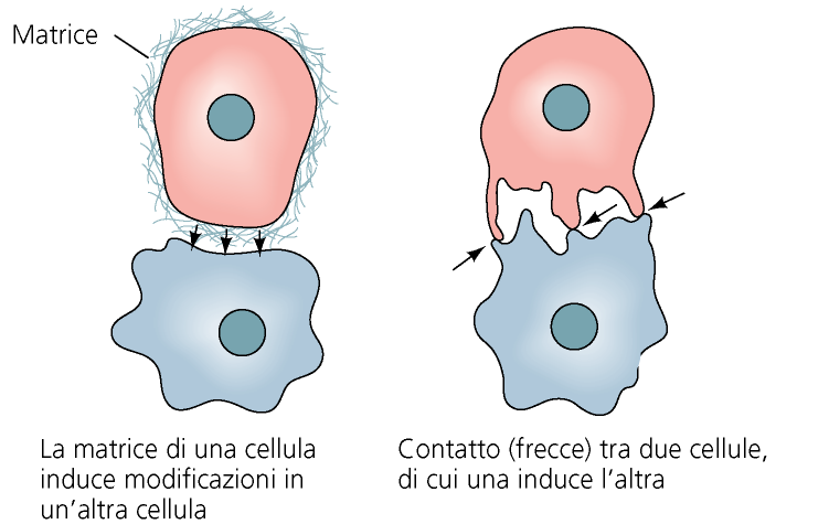 INTERAZIONI IUXTACRINE Sono mediate dalla via di trasduzione del segnale anche se NON coinvolge fattori diffusibili. Esistono 3 modalità del segnale iuxtacrino: 1.