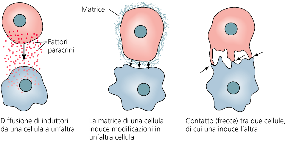 La regolazione della espressione delle molecole coinvolte negli eventi dello sviluppo fattori paracrini fattori iuxtacrini