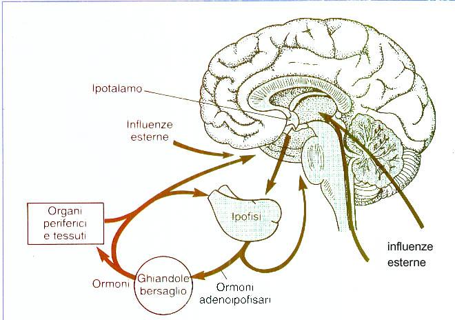 Il controllo neuro endocrino della riproduzione avviene attraverso un sistema di connessioni