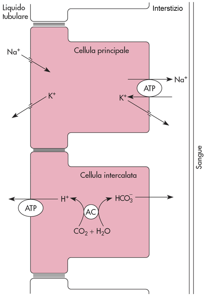 Riassorbimento e secrezione nel dotto collettore [Per la precisione comprende anche la parte terminale del tubulo distale] Due tipi di cellula epiteliale: Principali (perchè circa il 70% del totale):