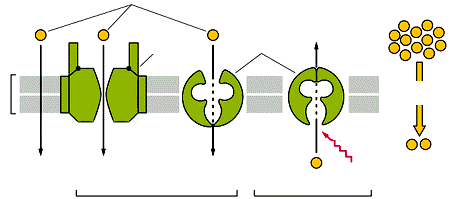 interno Potenziale di membrana Tutte le cellule, comprese quelle nervose e muscolari, contengono pompe ioniche che usano energia derivata dall idrolisi di ATP per trasportare attivamente ioni