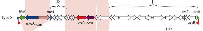 Diversity of mec genes meca (S. epidermidis) meca (S. haemolyticus) meca (S. aureus COL) >98% meca (S. aureus N315) meca - negative MRSA meca (S.