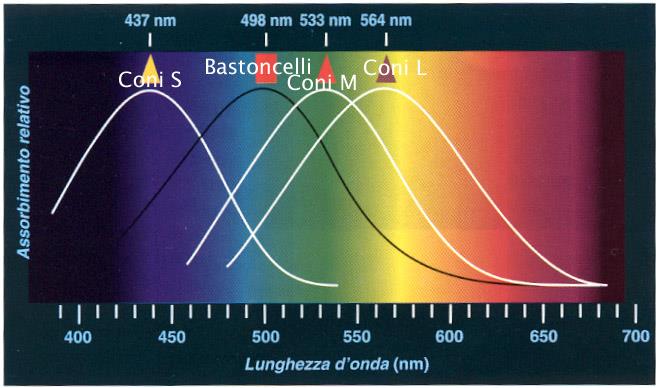 Coni e bastoncelli Coni Preposti alla luce diurna e del colore Richiedono intensità luminose di un certo valore Bastoncelli Più grandi dei coni Maggiormente sensibili alla luce Adatti alla visione