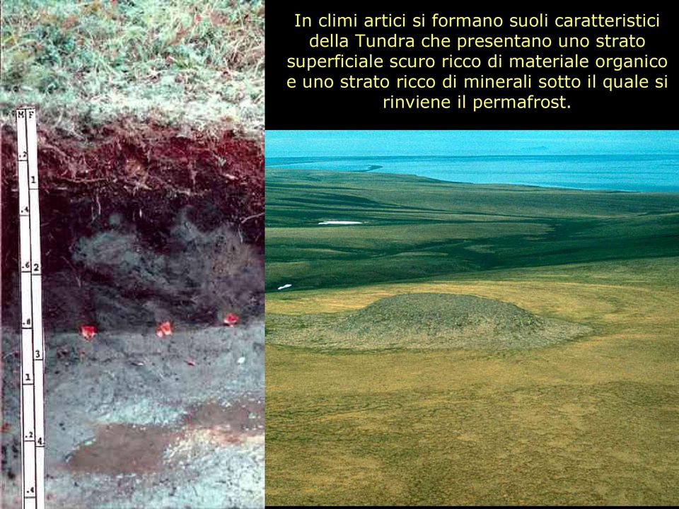 ricco di materiale organico e uno strato ricco di