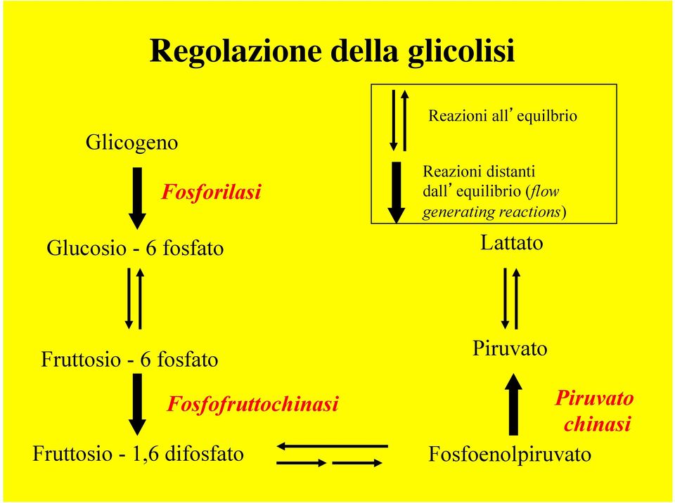 (flow generating reactions) Lattato Fruttosio - 6 fosfato Fruttosio