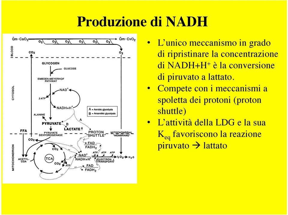 Compete con i meccanismi a spoletta dei protoni (proton shuttle) L