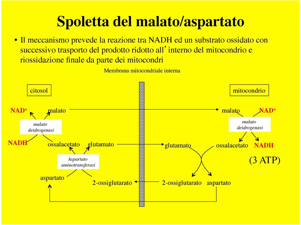 mitocondriale interna citosol mitocondrio NAD + malato malato NAD + malato deidrogenasi malato deidrogenasi NADH