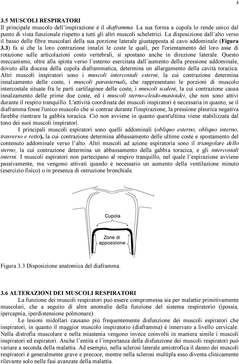 3) fa sì che la loro contrazione innalzi le coste le quali, per l'orientamento del loro asse di rotazione sulle articolazioni costo vertebrali, si spostano anche in direzione laterale.