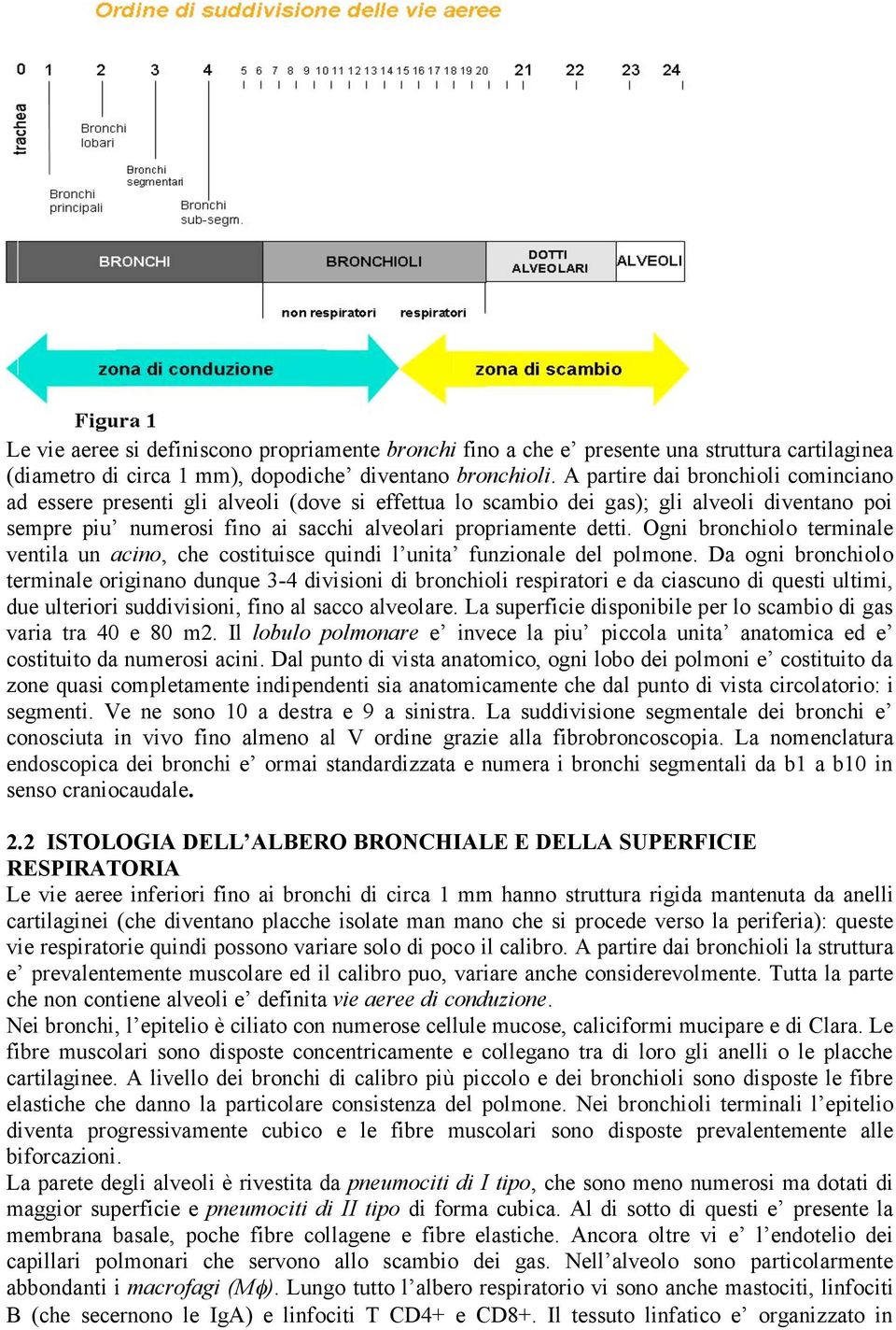 Ogni bronchiolo terminale ventila un acino, che costituisce quindi l unita funzionale del polmone.