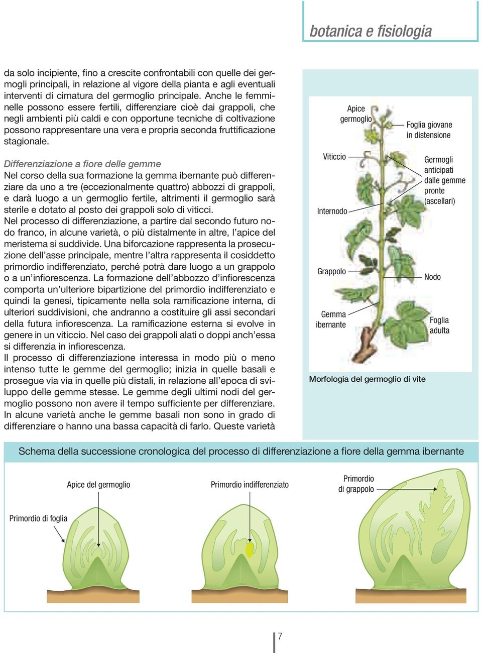 Anche le femminelle possono essere fertili, differenziare cioè dai grappoli, che negli ambienti più caldi e con opportune tecniche di coltivazione possono rappresentare una vera e propria seconda