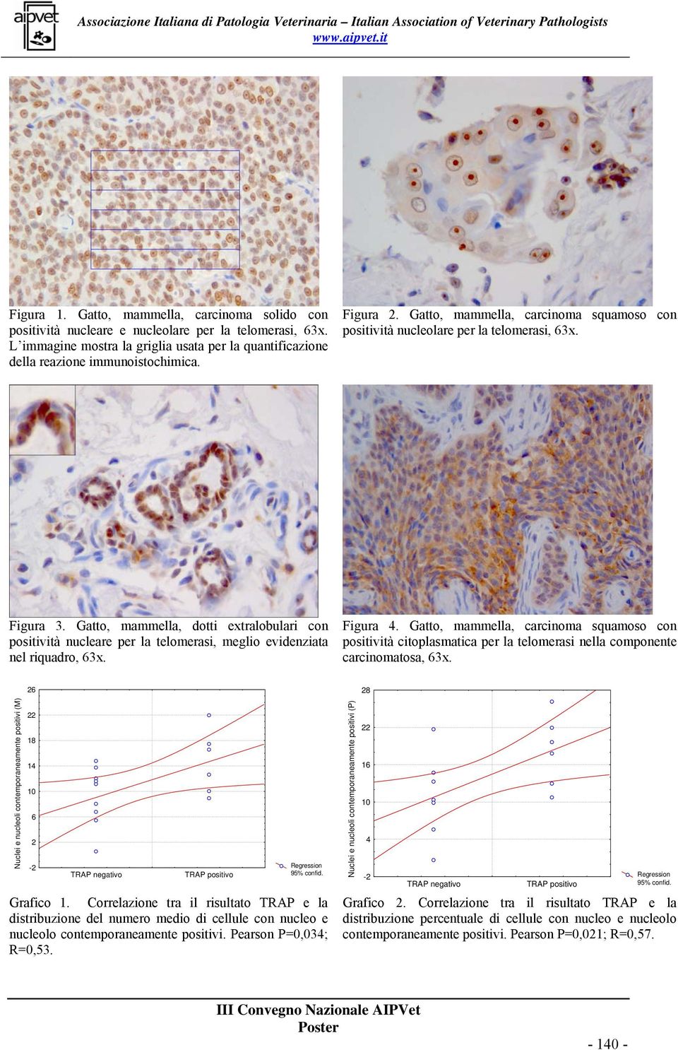 Gatto, mammella, dotti extralobulari con positività nucleare per la telomerasi, meglio evidenziata nel riquadro, 63x. Figura 4.